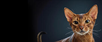 purina-institute-genomics-feline-section