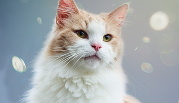 cat-allergies-fact-vs-fiction