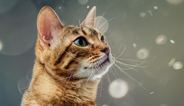 cat-allergies-fact-vs-fiction