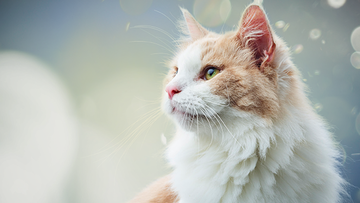 purina-institute-allergic-burden