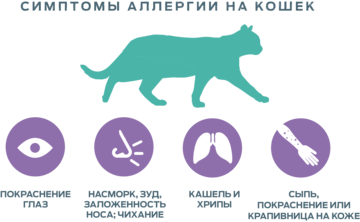 The-Allergic-Burden_Allergies-to-cats