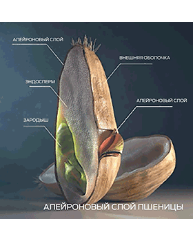 Wheat-Aleurone_Russian